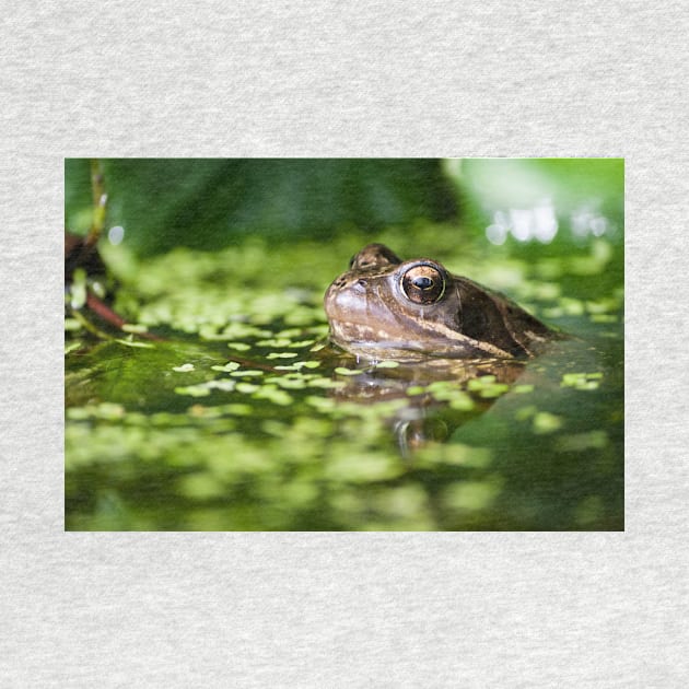 Common Frog in Pond by CreativeNatureM